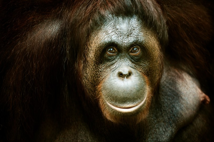 Gigantopiteki były podobne do współczesnych orangutanów. Niektórzy mogliby powiedzieć, że to daleki krewny mitycznej "Wielkiej Stopy" /123RF/PICSEL