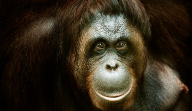 Gigantopiteki jak przerośnięte orangutany