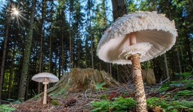 Гігантські гриби в польських лісах: розгадка феномену від експерта