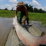 Gigantyczna inwazyjna ryba opanowuje rzeki. Osiąga cztery metry i 250 kg