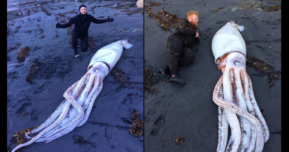 Gigantyczna kałamarnica odnaleziona na brzegu Nowej Zelandii /Fot. Daniel Aplin /materiały prasowe