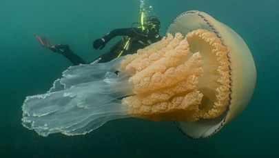Gigantyczna meduza u wybrzeża Anglii. Jest wielkości człowieka