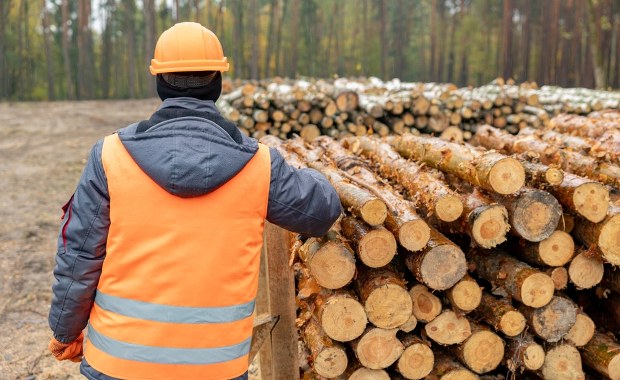 Gigantyczna transakcja. Ikea kupuje lasy nad Bałtykiem za 720 milionów euro