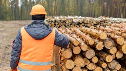 Gigantyczna transakcja. Ikea kupuje lasy nad Bałtykiem za 720 milionów euro