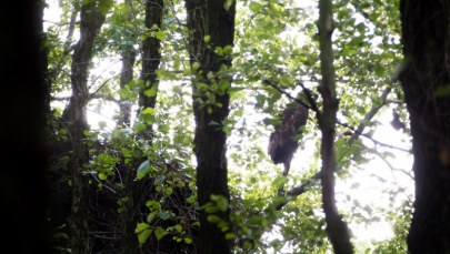 Gigantyczne gniazdo bielików w Poddębicach 