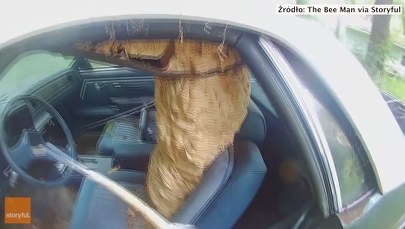 Gigantyczne gniazdo szerszeni w starym chevrolecie 