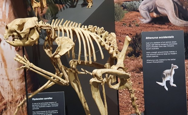 Gigantyczne kangury z epoki plejstocenu potrafiły skakać