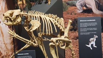 Gigantyczne kangury z epoki plejstocenu potrafiły skakać