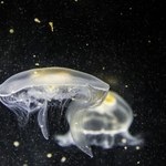 ​Gigantyczne meduzy u wybrzeży Hiszpanii, winne zmiany klimatu