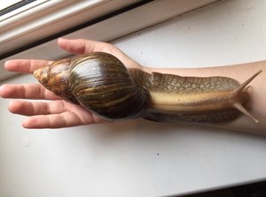 Gigantyczne ślimaki opanowują kraj. Wywołują śmiertelną chorobę