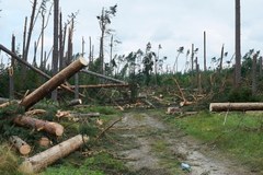 Gigantyczne straty w polskich lasach po nawałnicy