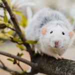 Gigantyczne szczury straszą mieszkańców Wielkiej Brytanii. Są wszędzie 