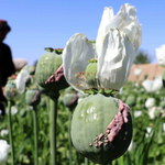 Gigantyczne zło rośnie w Kandaharze
