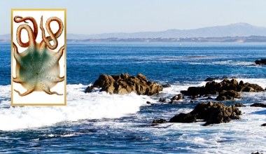 Gigantyczne zwierzę pojawiło się przy powierzchni morza. Robi wrażenie