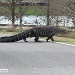 Gigantyczny aligator na drodze. To prawdopodobnie słynny Larry