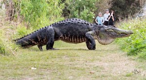 Gigantyczny aligator sieje postrach na Florydzie