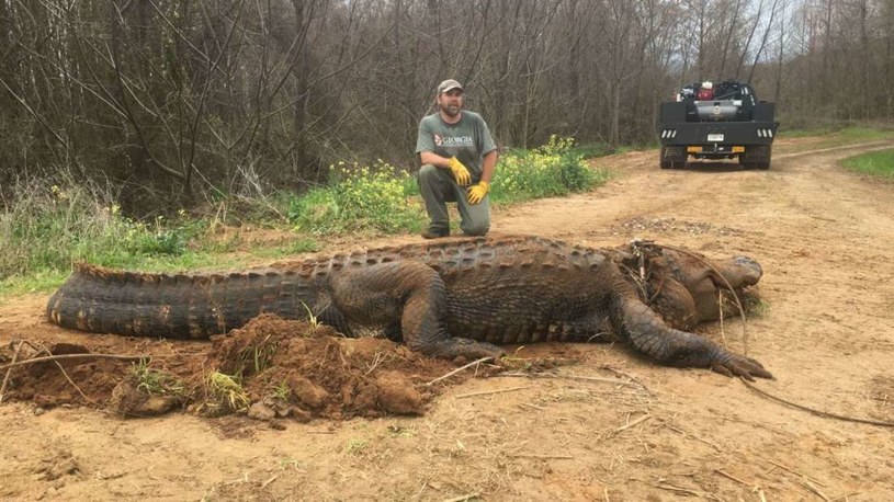 Gigantyczny aligator znaleziony w stanie Georgia /materiały prasowe