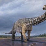 Gigantyczny dinozaur z Australii - był długi jak boisko do koszykówki