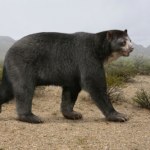 Gigantyczny niedźwiedź ważył ponad tonę. Żył w nietypowym miejscu