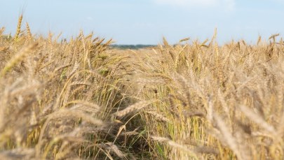 Gigantyczny portret George'a Orwella powstał w zbożu