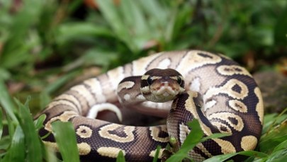 Gigantyczny pyton schwytany na wsi. Inny wciąż na wolności