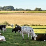 Gigantyczny spadek pogłowia krów od 2000 roku