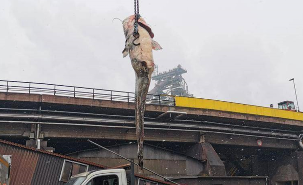 Gigantyczny sum zatkał kanalizację. Zobacz film z jego usunięcia 