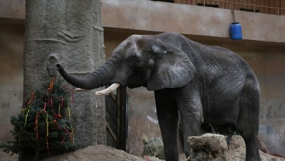 Gigantyczny tort i masa prezentów. Urodziny największego „warszawiaka”