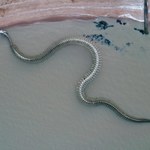 Gigantyczny wąż na plaży? Prawda o stworze może nieźle zaskoczyć