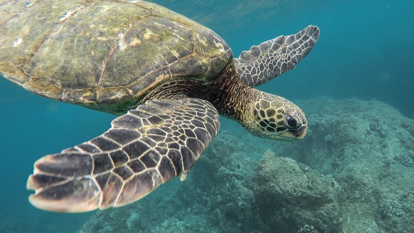 Gigantyczny żółw z Galapagos jednak nie wyginął. Niesamowite odkrycie na wyspach /Geekweek