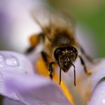 Ginące pszczoły windują ceny miodu