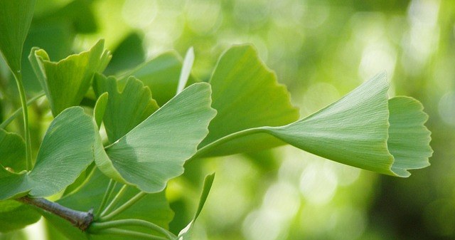 Ginko biloba /© Photogenica