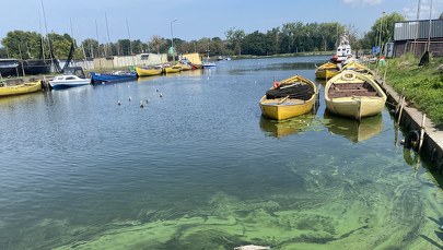 GIOŚ już wie, kto zatruł Odrę. "Zawiadamiamy prokuraturę"