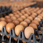 GIS ostrzega: Salmonella w partii jaj. Produkt wycofany ze sklepów