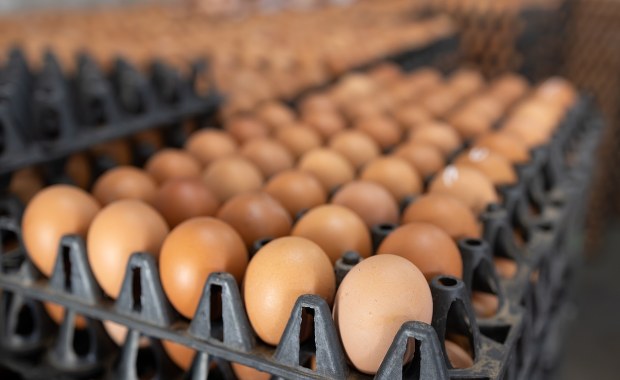 GIS ostrzega: Salmonella w partii jaj. Produkt wycofany ze sklepów