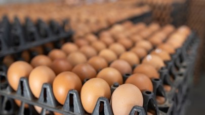 GIS ostrzega: Salmonella w partii jaj. Produkt wycofany ze sklepów