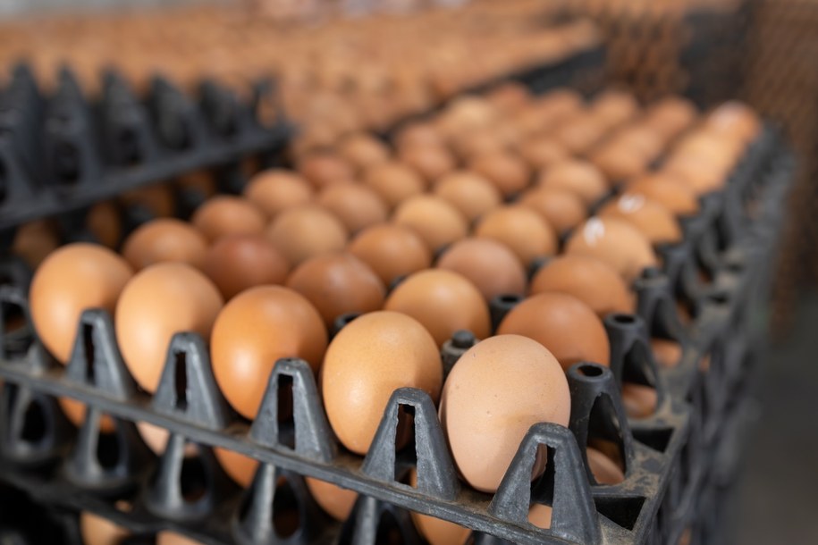 GIS ostrzega: Salmonella w partii jajek. Produkt wycofany ze sklepów /Shutterstock