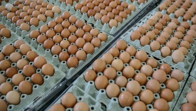 GIS ostrzega: Salmonella w trzech partiach jaj!
