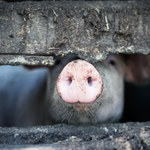 Giżyński: Liczba stad świń w Polsce spada