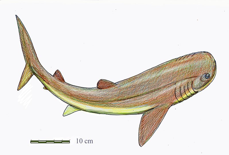 Gladbachus adentatus - czy mógł być dalekim kuzynem dzisiejszych rekinów? /Wikimedia Commons /domena publiczna
