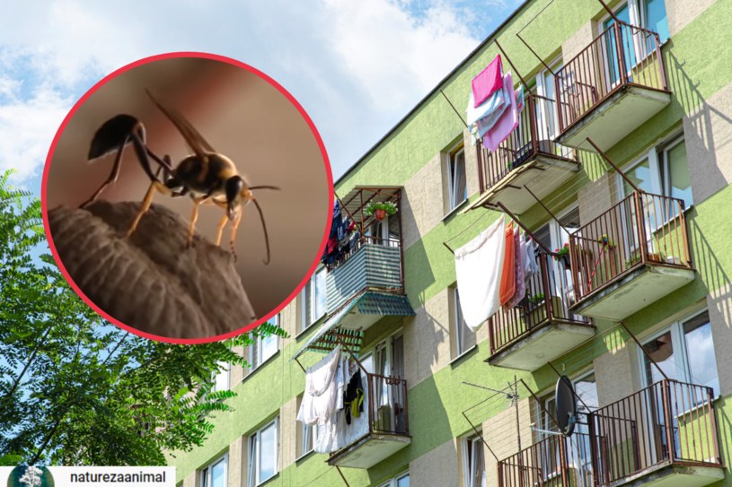Gliniarza naściennego coraz częściej możemy spotkać na osiedlu czy nawet... w mieszkaniu. Czy owad jest groźny dla człowieka? /123RF/PICSEL