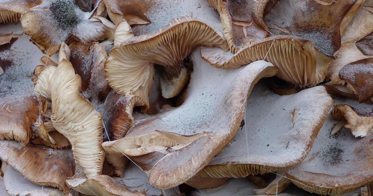 Гливи - це чудова альтернатива м’ясу в вегетаріанських стравах /pixabay.com