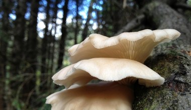 Гливи в трав'яному соусі. Спробуйте приготувати та додайте до свого меню