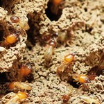 Globalne ocieplenie sprzyja termitom. Zmiany klimatu działają na ich korzyść