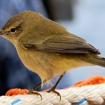 Globalne ocieplenie zmienia populacje europejskich ptaków