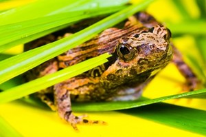 Globalne wymieranie płazów. Żaby znikają z naszej planety