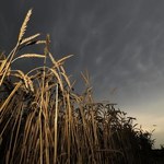 Globalne zapasy zbóż najwyższe od 15 lat 

