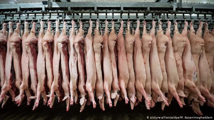 Globalne zapotrzebowanie na mięso rośnie ze względu na przyrost globalnej populacji i wzrost gospodarczy /Deutsche Welle