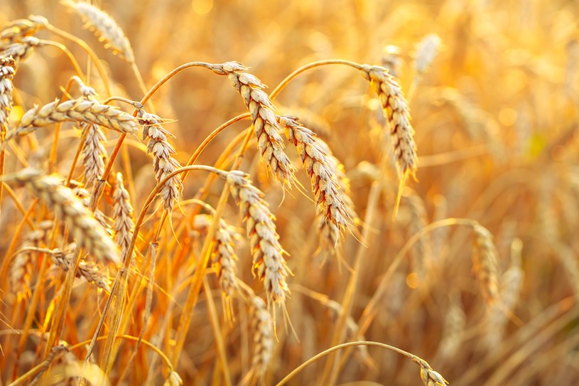 Globalne zbiory pszenicy w sezonie 2021/2022 mogą być nieznacznie wyższe od uzyskanych w poprzednim sezonie /123RF/PICSEL