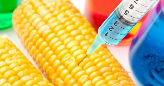Globalni  producenci roślin GMO przestają interesować się europejskim rynkiem /&copy;123RF/PICSEL